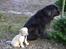 Golden retriever Shadowfax Wanissa Sheila - Ude at fælde juletræ, da der blev tændt en motorsav gjorde hun hvad Jiny gjorde...