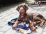 Dobermann RD Attractive Anastacia