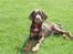 Dobermann RD Attractive Anastacia - 10 uger