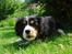 Cavalier king charles spaniel Thor (lille Thor) - orker kun skygge