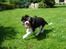Cavalier king charles spaniel Thor (lille Thor)