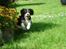 Cavalier king charles spaniel Thor (lille Thor) - nu kommer jeg<3