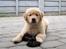 Golden retriever Leongolden Cha Cha Cha - 9 uger gammel