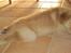 Golden retriever Leongolden Cha Cha Cha