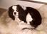 Cavalier king charles spaniel Lucas - Lucas elsker at ligge i sin kurv efter en god gå tur :-)