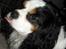 Cavalier king charles spaniel Lucas - Frække hund ;-)