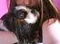 Cavalier king charles spaniel Lucas - Jeg elsker min lille hund over alt på jorden!