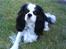 Cavalier king charles spaniel Lucas - Lucas ude på vores græs plæne, vi ligger og deler hindbær, uhm :-)