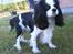 Cavalier king charles spaniel Lucas - Min skønne hund har opdaget en fugl og den må jo ikke være der!