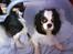 Cavalier king charles spaniel Lucas - Lucas med lampeskærm efter han blev kasteret :-)