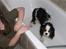 Cavalier king charles spaniel Lucas - Min bedsteveninde og jeg har Lucas i bad :-)