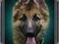 Schæferhund Thor