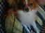 Papillon Silke