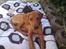 Rhodesian ridgeback Mbwa Mzuri´s Badili