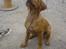 Rhodesian ridgeback Mbwa Mzuri´s Badili