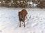 Rhodesian ridgeback Mbwa Mzuri´s Badili