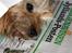 Norwich terrier Anton