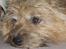 Norwich terrier Anton