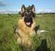 Schæferhund Chifers Bella