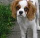 Cavalier king charles spaniel Joey