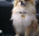 Pomeranian Savannah