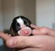 Cavalier king charles spaniel Funders First Bella