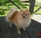 Pomeranian Trille