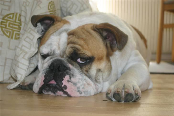 Engelsk bulldog Magnus - Magnus 1 år Gammel  billede 8