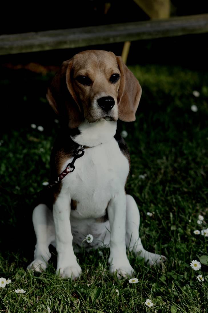 Beagle Maggie - Maggie i haven billede 17