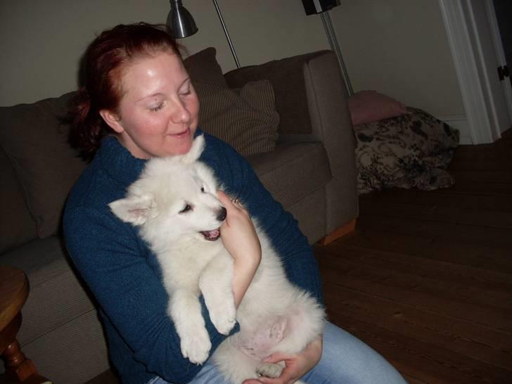 Samojedhund viggdis - her er vist ingen vej udenom....jeg blev forelsket billede 1