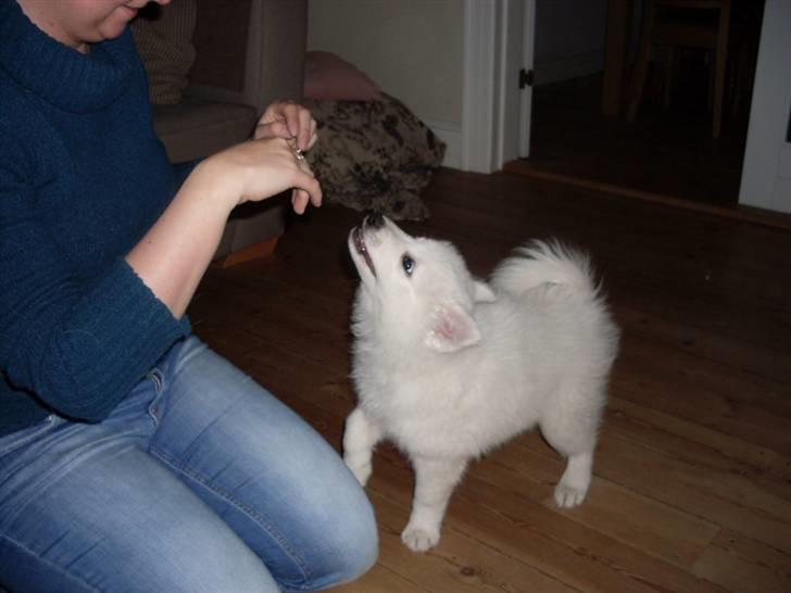 Samojedhund viggdis billede 2