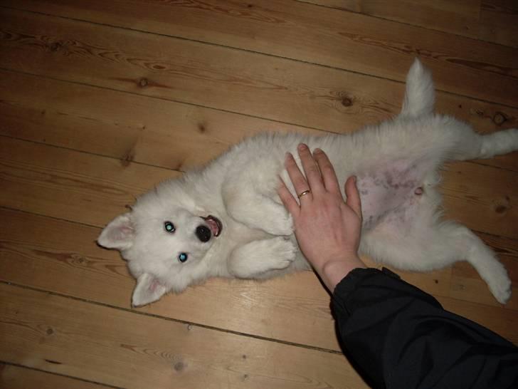 Samojedhund viggdis billede 3