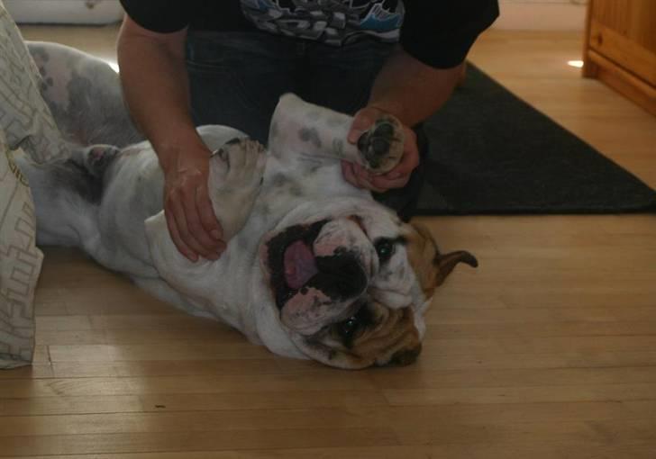 Engelsk bulldog Magnus - Magnus 1 år Gammel  billede 9