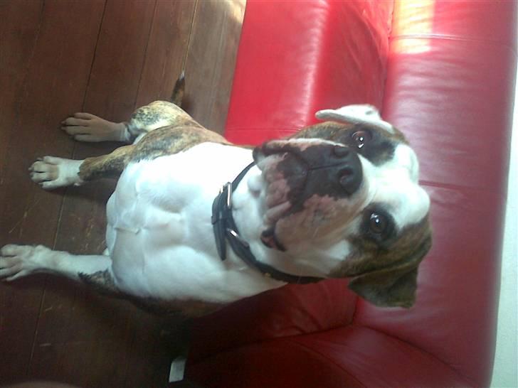 Amerikansk bulldog Hubert billede 11