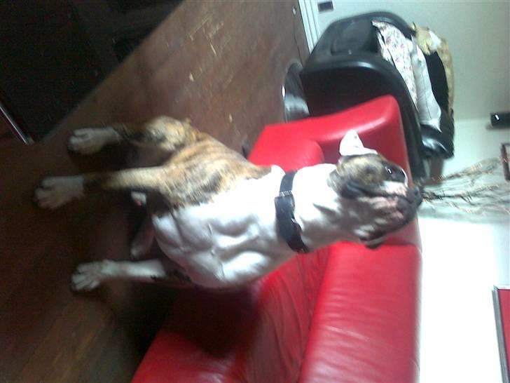 Amerikansk bulldog Hubert billede 12