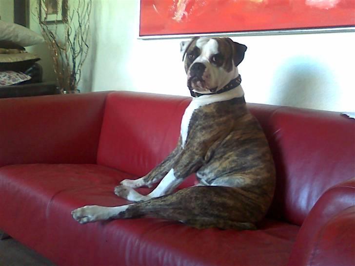 Amerikansk bulldog Hubert billede 13