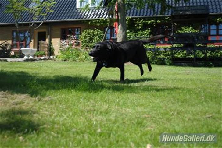 Labrador retriever Barki billede 10