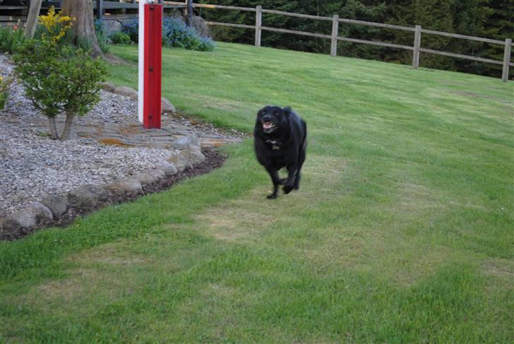 Labrador retriever Barki - fuld fart fremad! billede 11