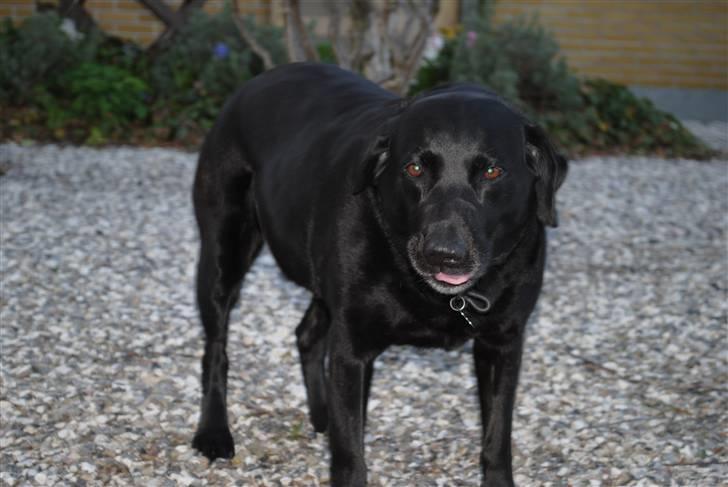 Labrador retriever Barki - Farlig er hun..nooooot d; billede 12