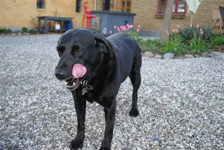 Labrador retriever Barki - tungeeeeeeeeeeeeeeeeeeeeeeeeeeeeee billede 13