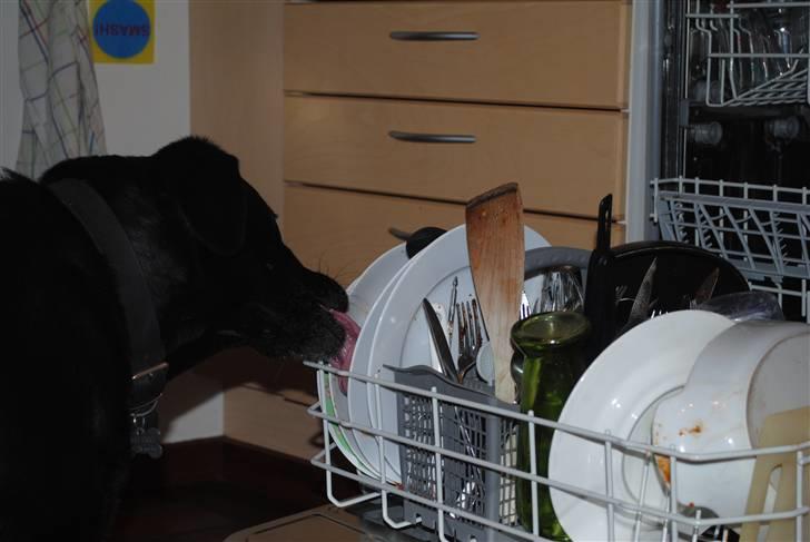 Labrador retriever Barki - hun kan da også gøre rent efter sig selv (-; billede 14