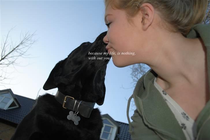 Labrador retriever Barki - ´´Without´´ skulle der stå i et ord. billede 15