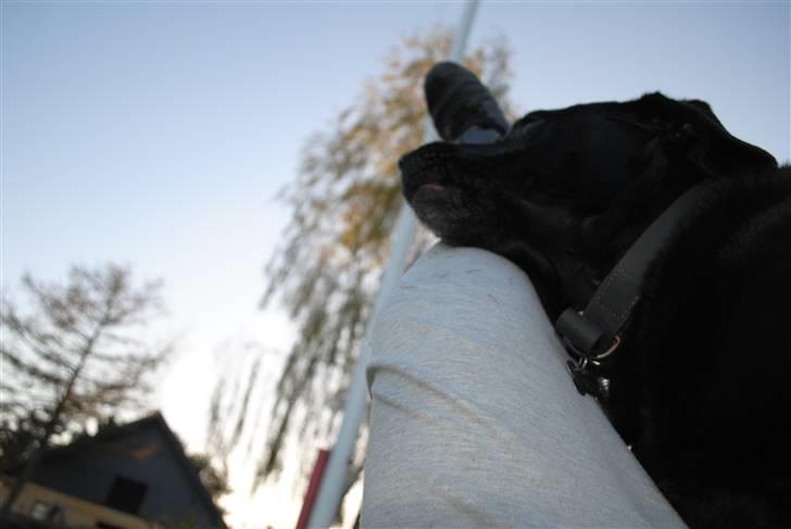 Labrador retriever Barki - Dû er smilet på mine læber.. billede 16