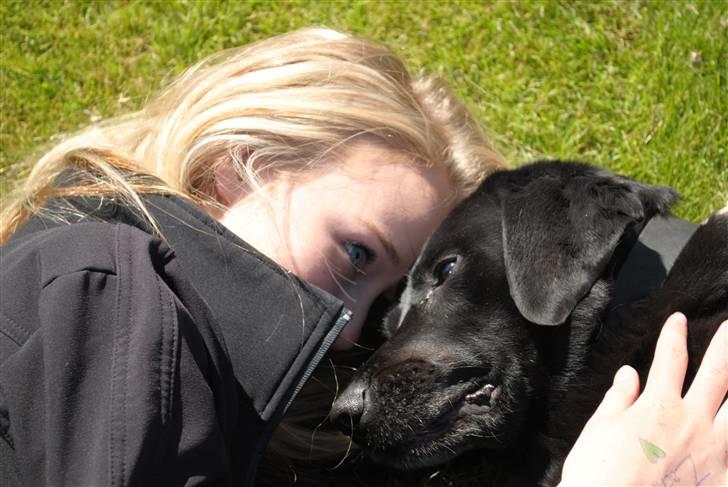 Labrador retriever Barki - Hvor ville jeg være, hvis du ikke var her? billede 17