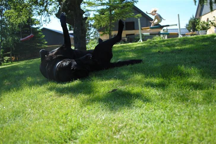 Labrador retriever Barki - Tjek mig i baggrunden, haha bedre timing findes ikke! billede 18