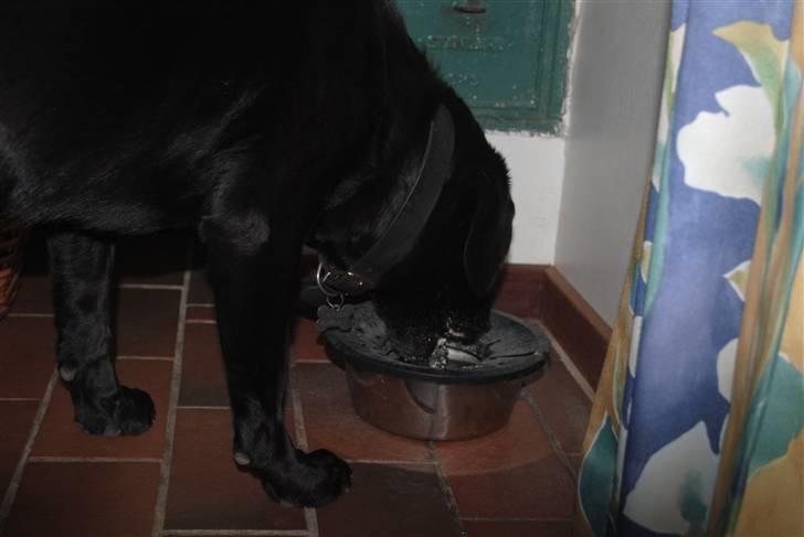 Labrador retriever Barki - vaaaand! billede 19