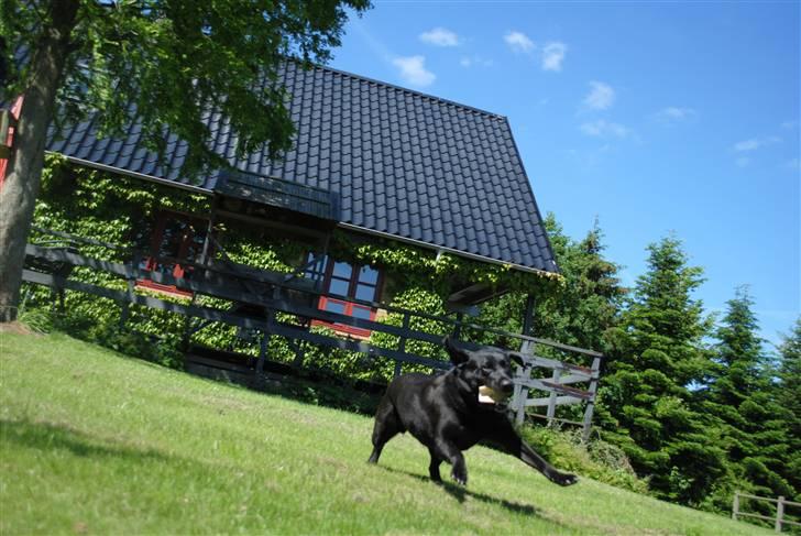 Labrador retriever Barki - I´m really nothing without you! billede 20