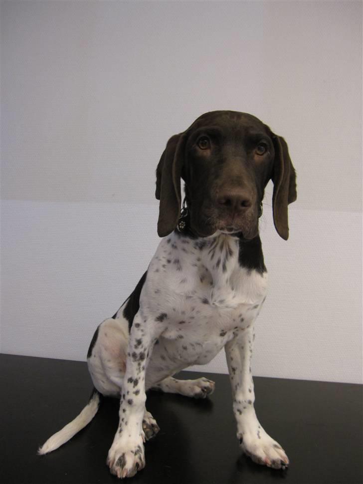 Gammel dansk hønsehund Rakke billede 2