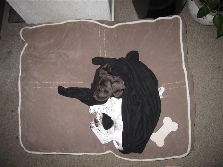 Gammel dansk hønsehund Rakke billede 4