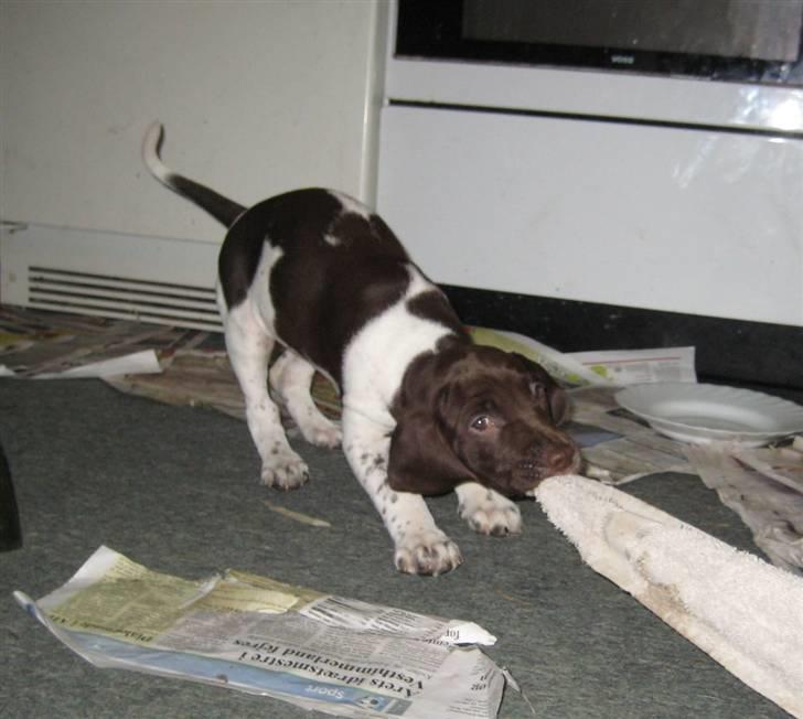 Gammel dansk hønsehund Rakke billede 6